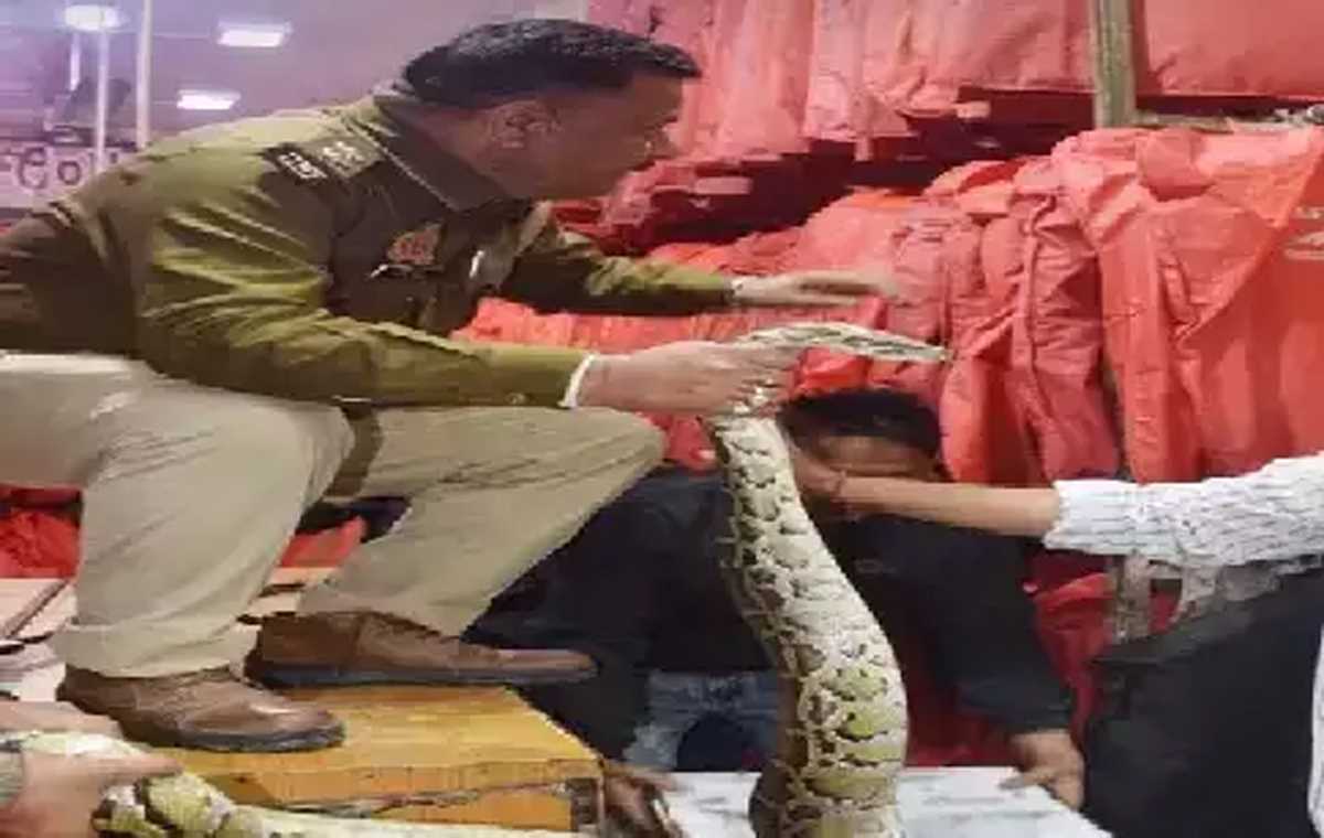 मेरठ में कपड़े की दुकान में घुसा अजगर, वन विभाग ने किया रेस्क्यू